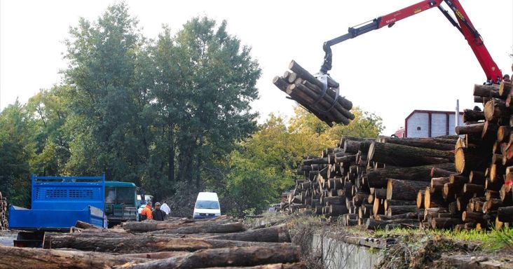 Tűzifa: hiába az áfacsökkentés, nem lesz elég az állami készlet mindenkinek – marad a magánerdészet, ahol még nőhet is a nettó ár