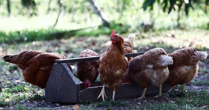 Csirkével lakik jól Európa, a magyar termelők mégis a túlélésért küzdenek - drágulhat a farhát?