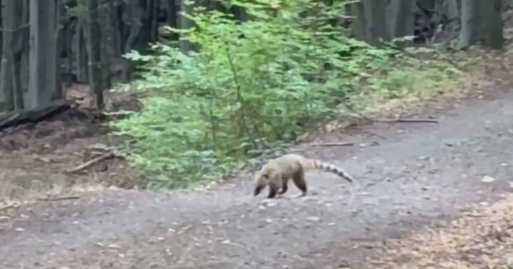Szökött ormányos medvét keresnek a Börzsönyben