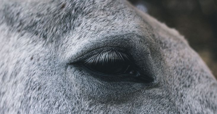 Kiderült, kinek a levele robbantotta ki a III. Károlynak szánt magyar lipicai lovak körüli botrányt