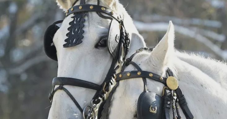 Az Agrárminisztérium elismerte, hogy hibáztak a III. Károly királynak ajándékozott lovak ügyében, de hamar korrigáltak