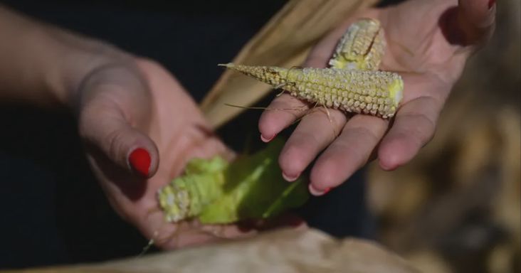 Kétszáz kiló kukoricát törtünk le hektárjára, itt, ahol 6-7 tonna az átlagtermés