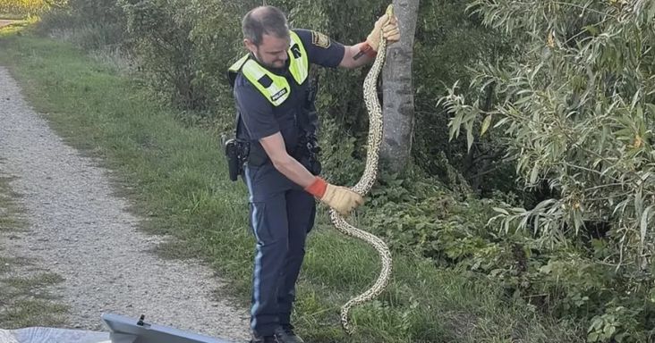 Veszélyes vadállat bukkant fel a Duna-parton – szakértőt hívtak hozzá