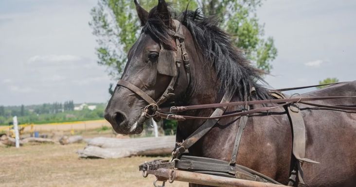 Elszabadult lovaskocsi okozott pánikot Debrecen-Józsán - videó